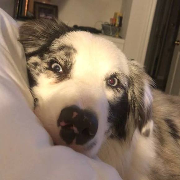 Meet your Posher, Cyndra - Picture 1 of 1